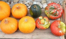 瓜发霉了还得吃吗,瓜发霉了还能吃吗？揭秘食品安全与应急处理