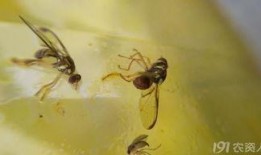 果实蝇吃瓜