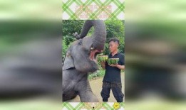 大象早上吃瓜视频,一场生态与美食的视觉盛宴