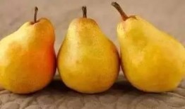 吃瓜止咳吗,揭秘瓜果在止咳方面的神奇功效