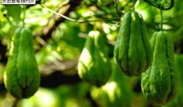 佛耳瓜怎么吃,探索美味与营养的完美融合