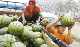 北京公厕鸟窝吃瓜