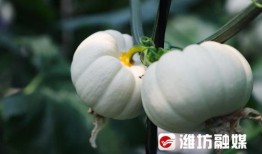 吃瓜潍坊原版,一场美食与文化的盛宴