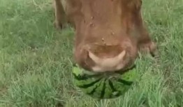 牛可以吃小瓜吗怎么吃,探索牛吃小瓜的奥秘与技巧