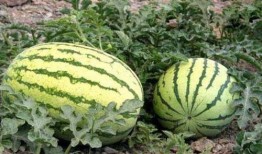 现实里吃瓜,那些年我们吃过的瓜