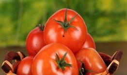 冬天吃瓜番茄小说