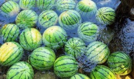 仙居吃瓜,探寻仙居特色吃瓜文化