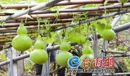 云南葫芦瓜怎么吃,云南葫芦瓜的多样食法探索