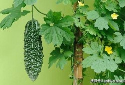 夏至吃哪三瓜,品味三瓜养生之道