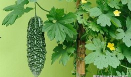 夏至吃哪三瓜,品味三瓜养生之道