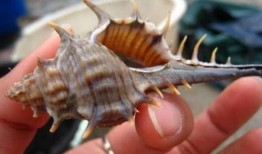 狗瓜螺怎么吃,解锁美味新体验