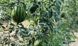 北京公厕鸟窝吃瓜