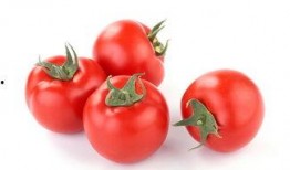 冬天吃瓜番茄小说