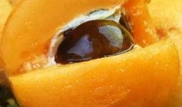 雅安石棉吃瓜女,揭秘网络舆论背后的真相