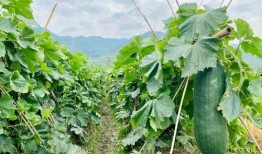 最劲爆的吃瓜,揭秘明星背后的惊人真相！