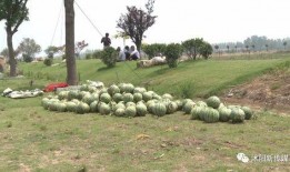 江苏沭阳吃瓜事件视频,一场引发热议的街头冲突瞬间