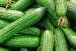 月子吃生瓜,揭秘为何不能吃生瓜