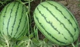 江苏沭阳吃瓜事件视频,一场引发热议的街头冲突瞬间