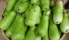 云南葫芦瓜怎么吃,云南葫芦瓜的多样食法探索