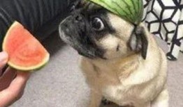 骗人的吃瓜,揭秘骗人吃瓜背后的真相与套路