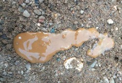 鸭屎瓜怎么吃,解锁美味新体验