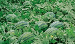 民师院表白墙吃瓜,一场校园吃瓜盛宴