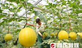 吃瓜潍坊原版,一场美食与文化的盛宴