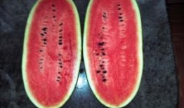 吃瓜蓝黑,一场视觉与味蕾的双重盛宴