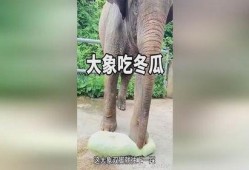 大象早上吃瓜视频,一场生态与美食的视觉盛宴