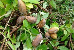 手术后吃八月瓜,八月瓜助力术后康复之旅