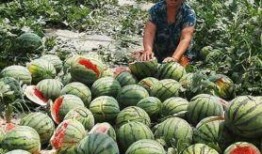 保定幼专吃瓜,一场“吃瓜”事件的背后真相