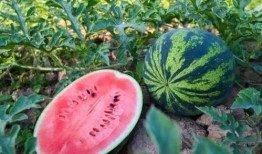 浠水吃瓜,一场别开生面的吃瓜盛宴