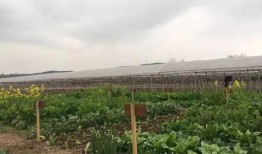 容东公园吃瓜,夏日休闲好去处