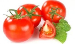 冬天吃瓜番茄小说