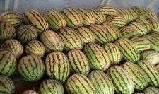 锦城学院 吃瓜,揭秘校园“吃瓜”文化现象