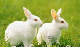 道具 夏日吃瓜兔,吃瓜兔的清凉之旅