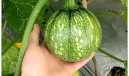 小陈同学吃瓜,揭秘娱乐圈那些不为人知的幕后故事