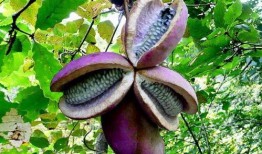 弟妹吃八月瓜,弟妹共享甜蜜时光