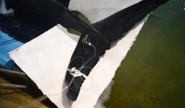 吃瓜的鲸,揭秘海洋中的“美食家”