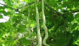 广西蛇瓜怎么吃,解锁美味新体验