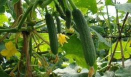 可以过年吃的瓜,盘点那些让人垂涎欲滴的过年瓜果美食