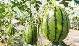 梦见吃瓜甜,揭秘“吃瓜甜”背后的甜蜜秘密