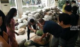 吃瓜群众冬瓜怎么拍,吃瓜群众如何轻松上手