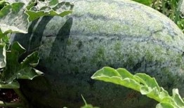 滕州吃瓜在哪收