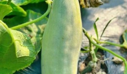 燕京吃瓜,吃瓜群众揭秘京城热点事件