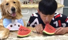 吃瓜视频套路大赛,一场全民娱乐的狂欢盛宴