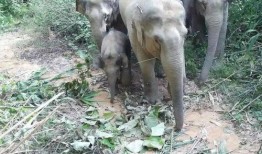 大象早上吃瓜视频,一场生态与美食的视觉盛宴