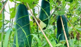 最劲爆的吃瓜,揭秘明星背后的惊人真相！