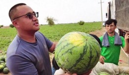 白龙马吃瓜,一场奇妙的美食之旅