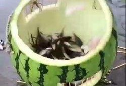 吃瓜捉鱼,揭秘网络热词背后的趣味与智慧